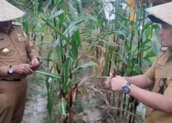 Upaya Penanganan Inflasi, Pj Wali Kota Manfaatkan Lahan Kosong BPBD Sultra Tanam Jagung