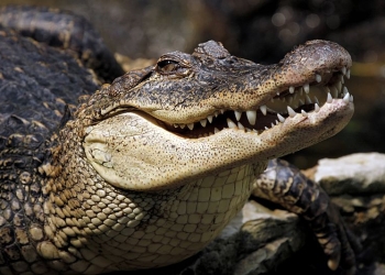 Tim SAR Lakukan Pencarian Terhadap Korban yang Diterkam Buaya di Konsel